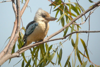 Blue-winged Kookaburra