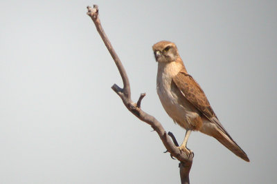 Brown Falcon