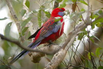 Crimson Rosella