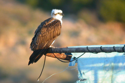 Eastern Osprey