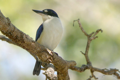 Forest Kingfisher