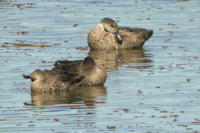Grey Teal