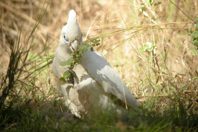 Little Corella