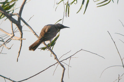 Little Friarbird