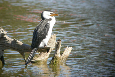 Little Pied Cormorant