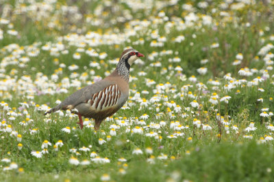 Red-legged Partridge