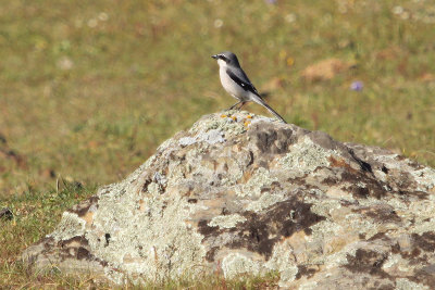 Southern Grey Shrike