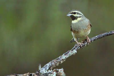 Cirl Bunting