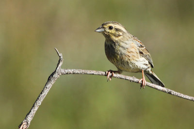 Cirl Bunting