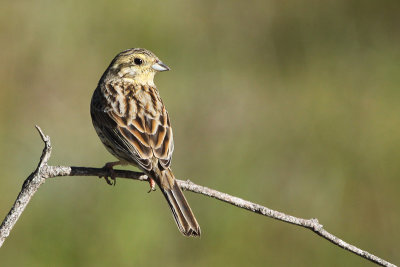 Cirl Bunting