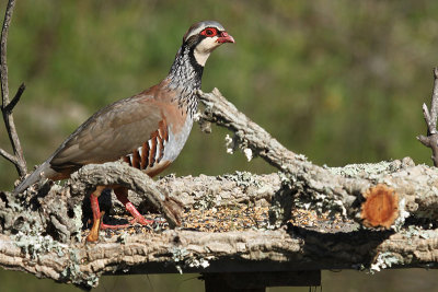 Red-legged Partridge