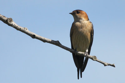 Red-rumped Swallow