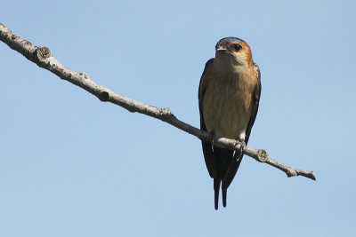 Red-rumped Swallow