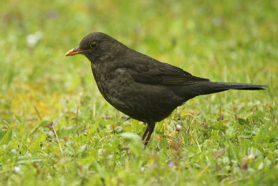 Common Blackbird