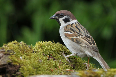 Eurasian Tree Sparrow