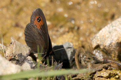 Piedmont Ringlet