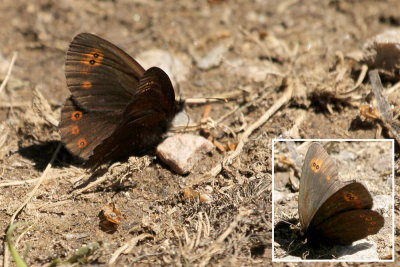 Woodland Ringlet