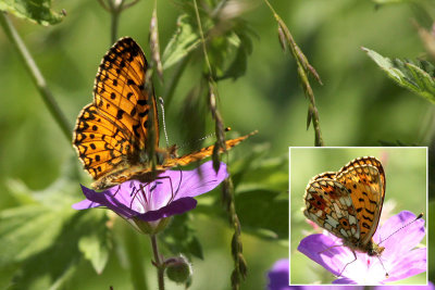 Small Pearl-bordered Fritillary