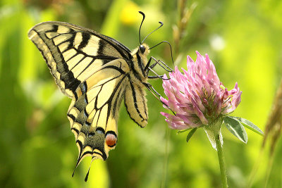 Old World Swallowtail