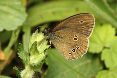 Ringlet