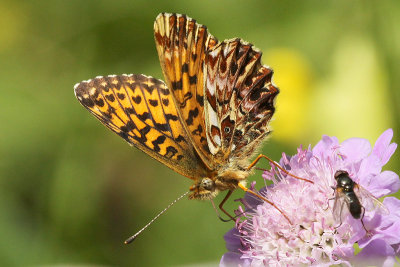 Titania's Fritillary