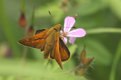 Large Skipper