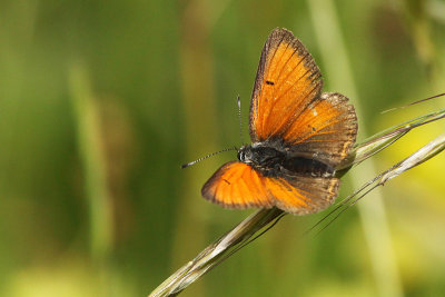 Purple-edged Copper