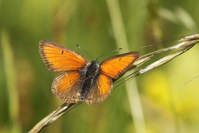 Purple-edged Copper