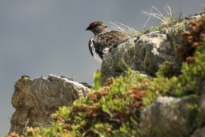 Rock Ptarmigan