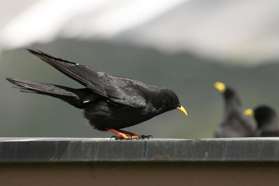 Alpine Chough