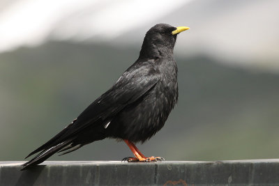 Alpine Chough