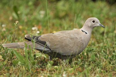 Eurasian Collared Dove