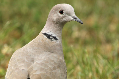 Eurasian Collared Dove