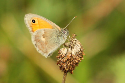 Small Heath