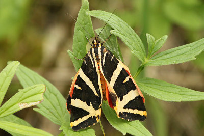 Jersey Tiger