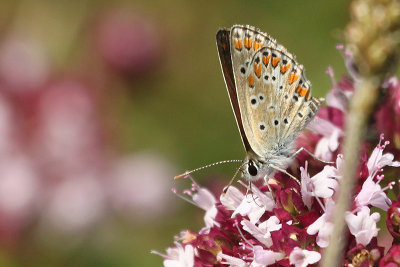 Brown Argus