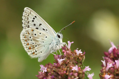 Chalkhill Blue