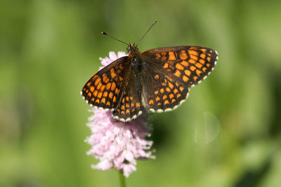 Heath Fritillary