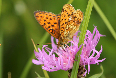 Lesser Marbled Fritillary