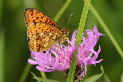 Lesser Marbled Fritillary