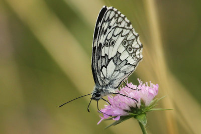 Marbled White