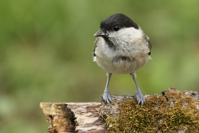 Marsh Tit