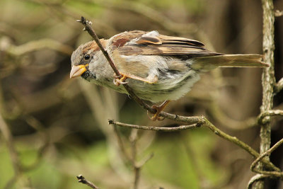 House Sparrow