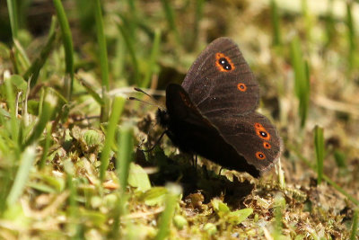 Woodland Ringlet