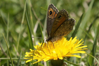 Large Wall Brown