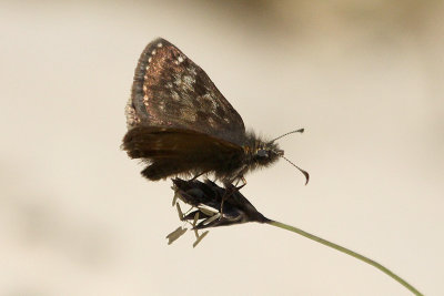 Dingy Skipper