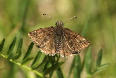 Dingy Skipper