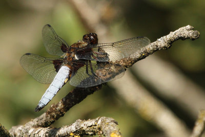 Broad-bodied Chaser