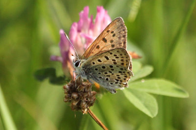 Sooty Copper