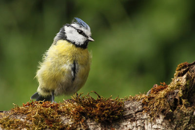 Eurasian Blue Tit